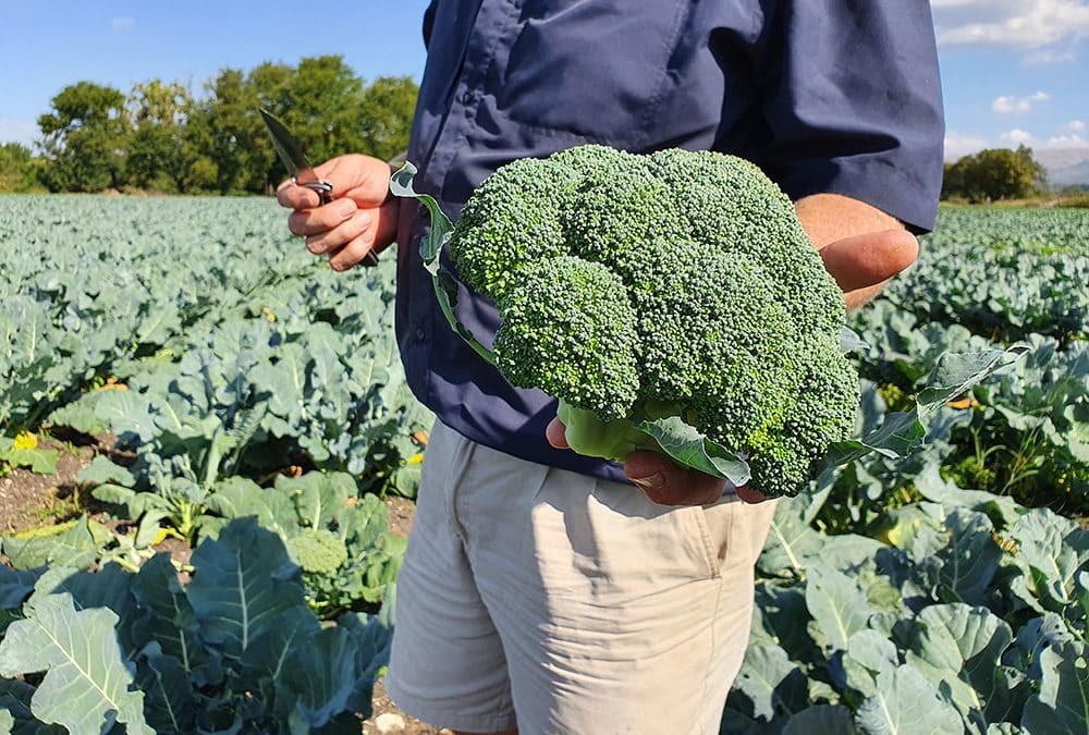 Naxos – Groen Genade Boerdery