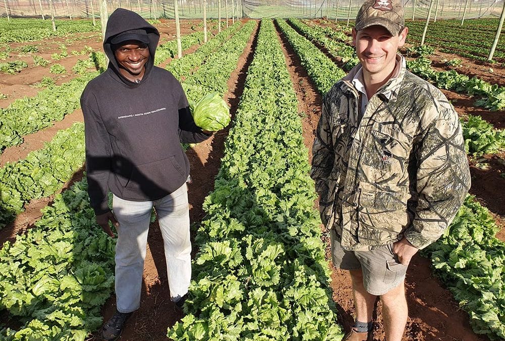 Iceberg lettuce – Silvana