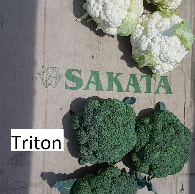 RW Farming – Alston and Triton