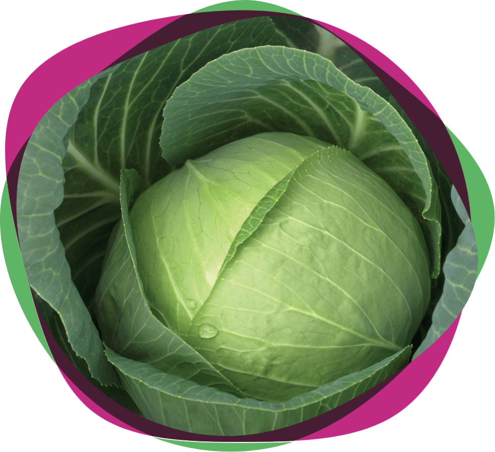 Charmant F1 Hybrid ‘Baby’ Cabbage Sakata