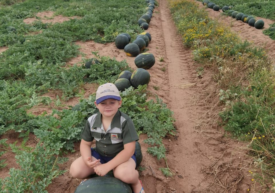 New variety – SMW1524