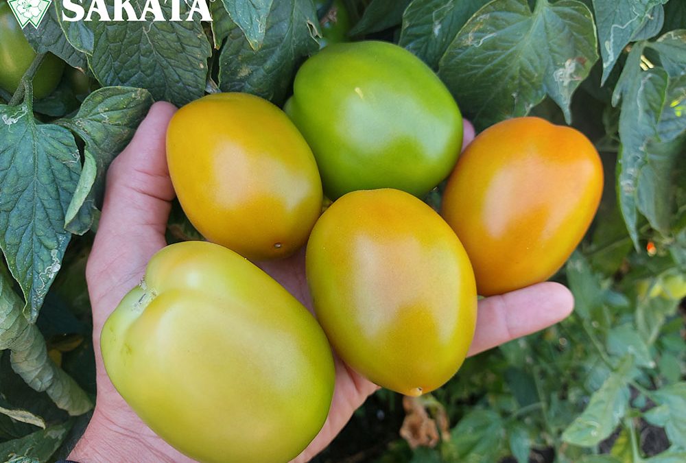 SV8444TE* – F1 HYBRID TOMATO DETERMINATE SALADETTE