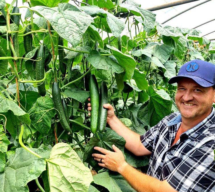 Invictus Cucumbers