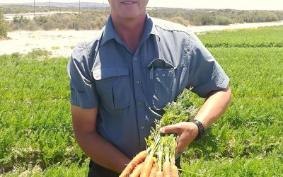 Carvora Carrot in Western Cape