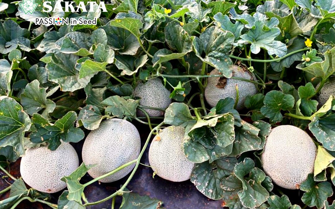 SWEET MELON MAJESTIC IN LIMPOPO