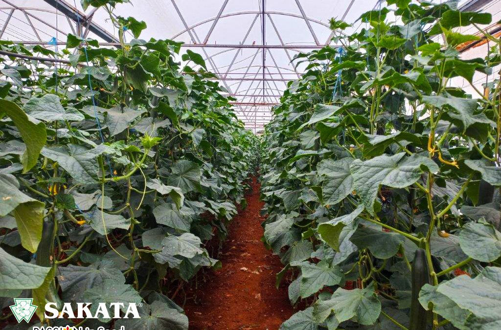 F1 Hybrid Cucumber DELFT at Pinocchios Farm