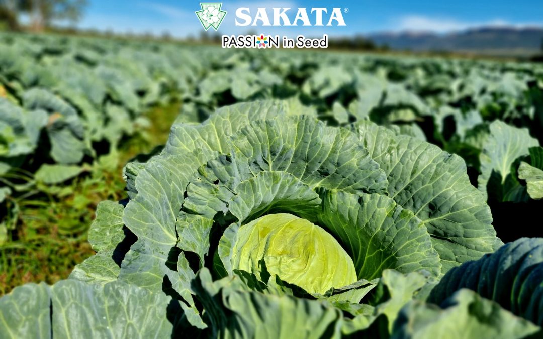 OPTIMA CABBAGE – THE MARKET STANDARD FOR SUMMER PRODUCTION