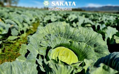 OPTIMA CABBAGE – THE MARKET STANDARD FOR SUMMER PRODUCTION