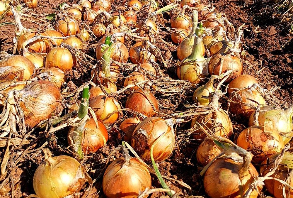 CAPRICORN ONIONS – THE LIMPOPO HERO