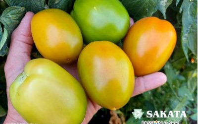 SVE8444TE* Quality Saladette Tomatoes