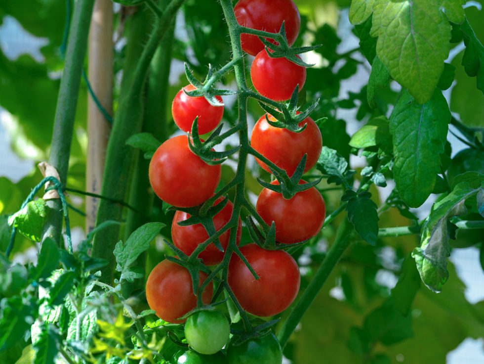 Tomatoes | Sakata