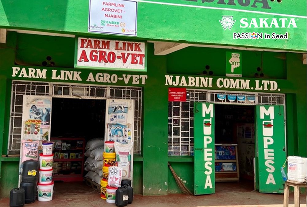 SAKATA CABBAGES THRIVE IN THE KINANGOP REGION OF KENYA