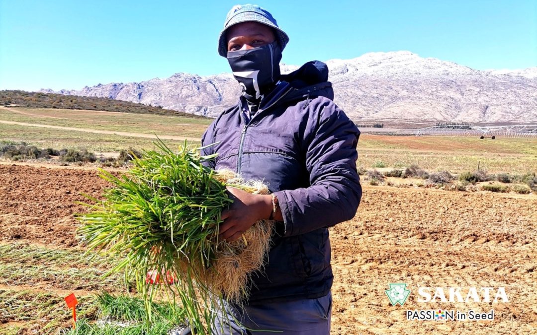 WHY TRANSPLANT ONIONS SEEDLINGS SPECIFICALLY IN THIS REGION?