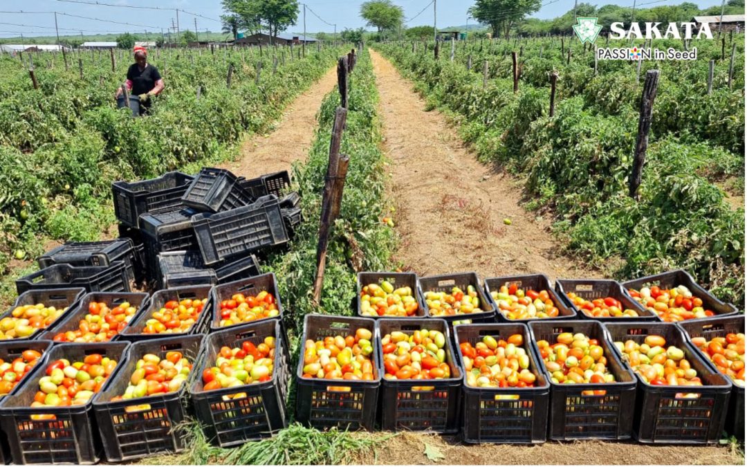 KWANDO* SALADETTE TOMATO