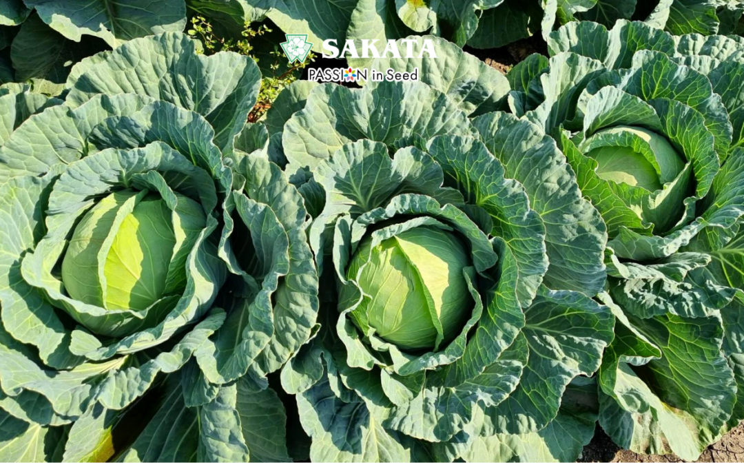 OPTIMA CABBAGE: J-ROOTING AND SPACING