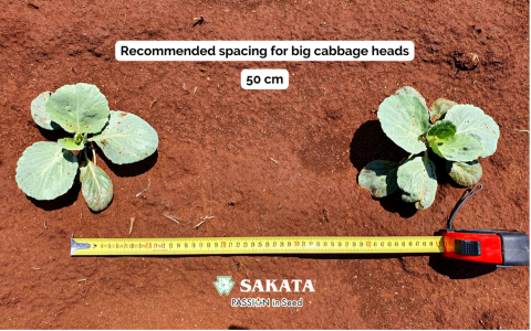 OPTIMA CABBAGE J ROOTING AND SPACING Sakata   Spacing 480x300 