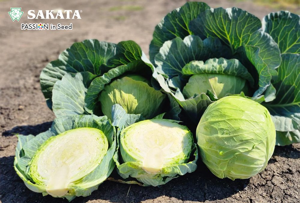 POWERSLAM CABBAGE STANDS OUT IN TRIALS ACCORSS SOUTH AFRICA