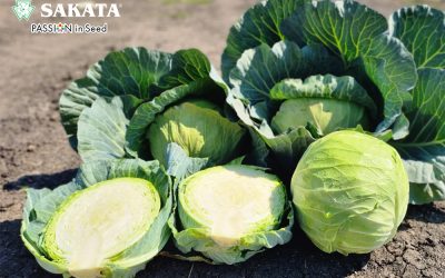 POWERSLAM CABBAGE STANDS OUT IN TRIALS ACCORSS SOUTH AFRICA