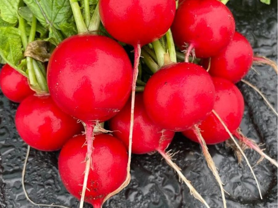 RADISH F1 HYBRID CHERIETTE IN KAAPSE VLAKTE, WESTERN CAPE