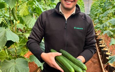 Invictus* Cucumber F1 Hybrid: Elevating Cucumber Production to New Heights