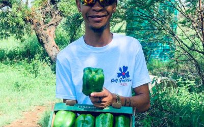 From Sacrifices to Success: The Journey of Happy Mpete Sweet Peppers