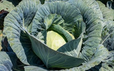 Introducing Accord* F1 Hybrid Cabbage: The Ultimate Cold-Tolerant Variety
