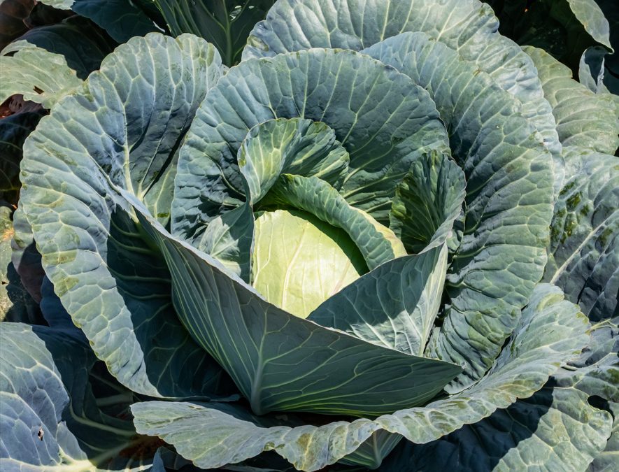 Introducing Accord* F1 Hybrid Cabbage: The Ultimate Cold-Tolerant Variety