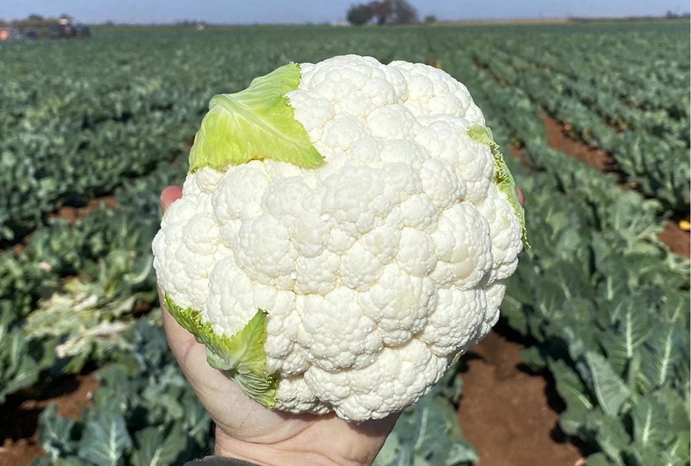 Nairobi* F1 Hybrid Cauliflower: The latest gem in Sakata’s cauliflower range