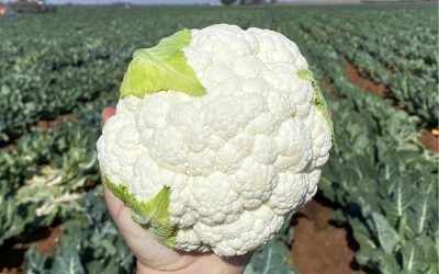 Nairobi* F1 Hybrid Cauliflower: The latest gem in Sakata’s cauliflower range