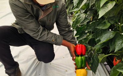 Unveiling the Challenges and Beauty of “Robot” Sweet Peppers: A Tribute to Farmers’ Dedication