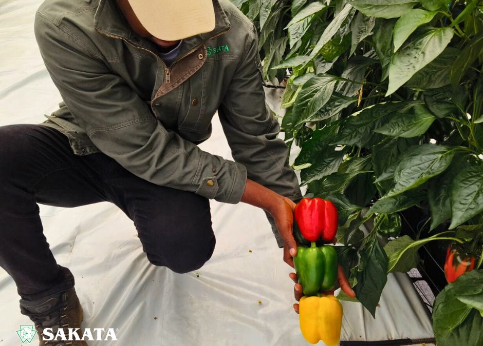 Unveiling the Challenges and Beauty of “Robot” Sweet Peppers: A Tribute to Farmers’ Dedication