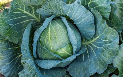 Introducing the new Conquistador II* F1 hybrid cabbage variety