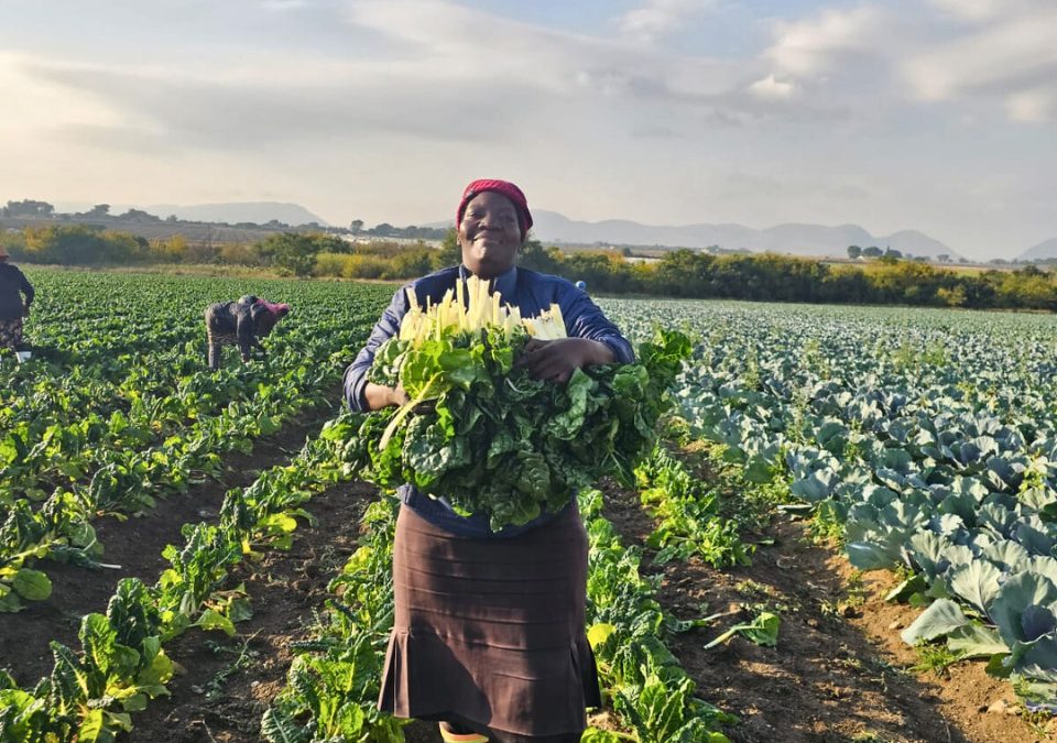 Silverado Swiss Chard from Sakata