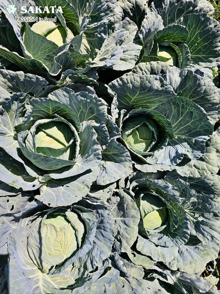 Conquistador II Cabbage (1)