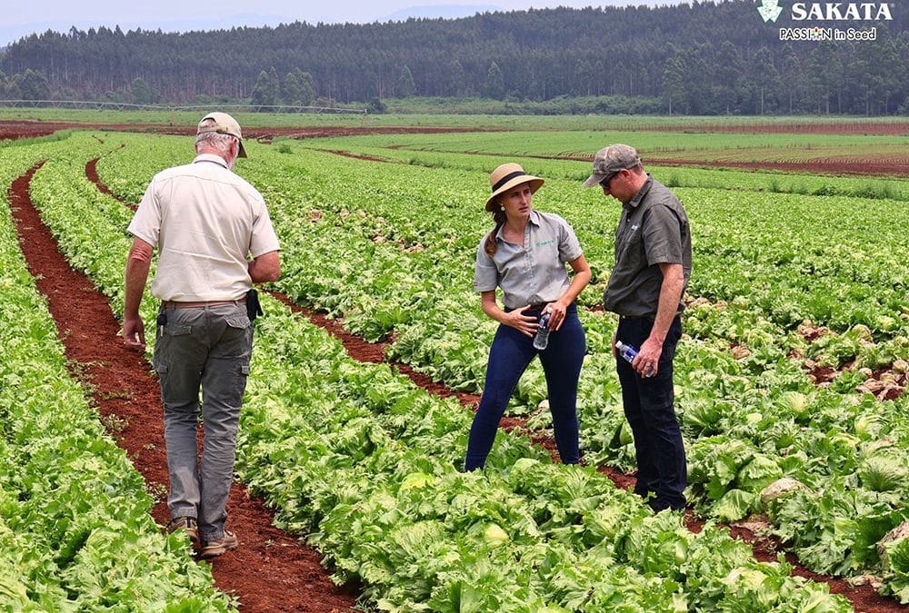 ICEBERG LETTUCE FARMERS DAY IN KWA-ZULU NATAL