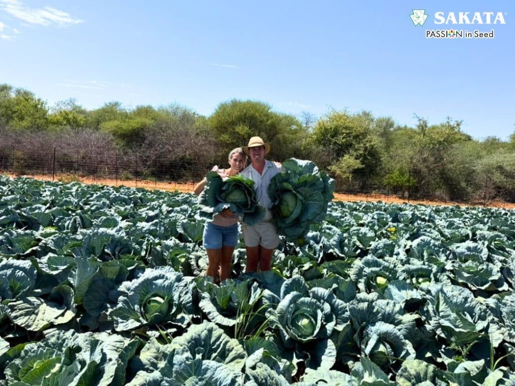 Optima Cabbage Botswana (1)