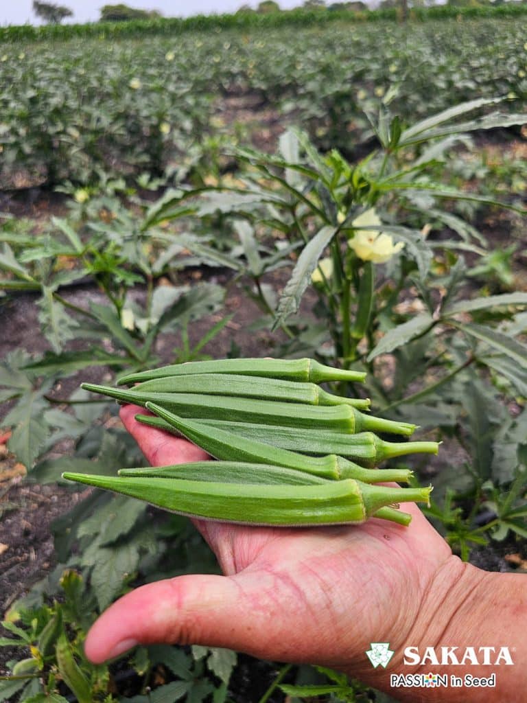 Musanda Okra (1)
