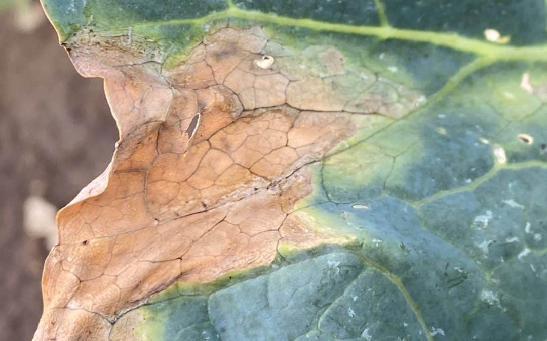 Black rot on cabbage