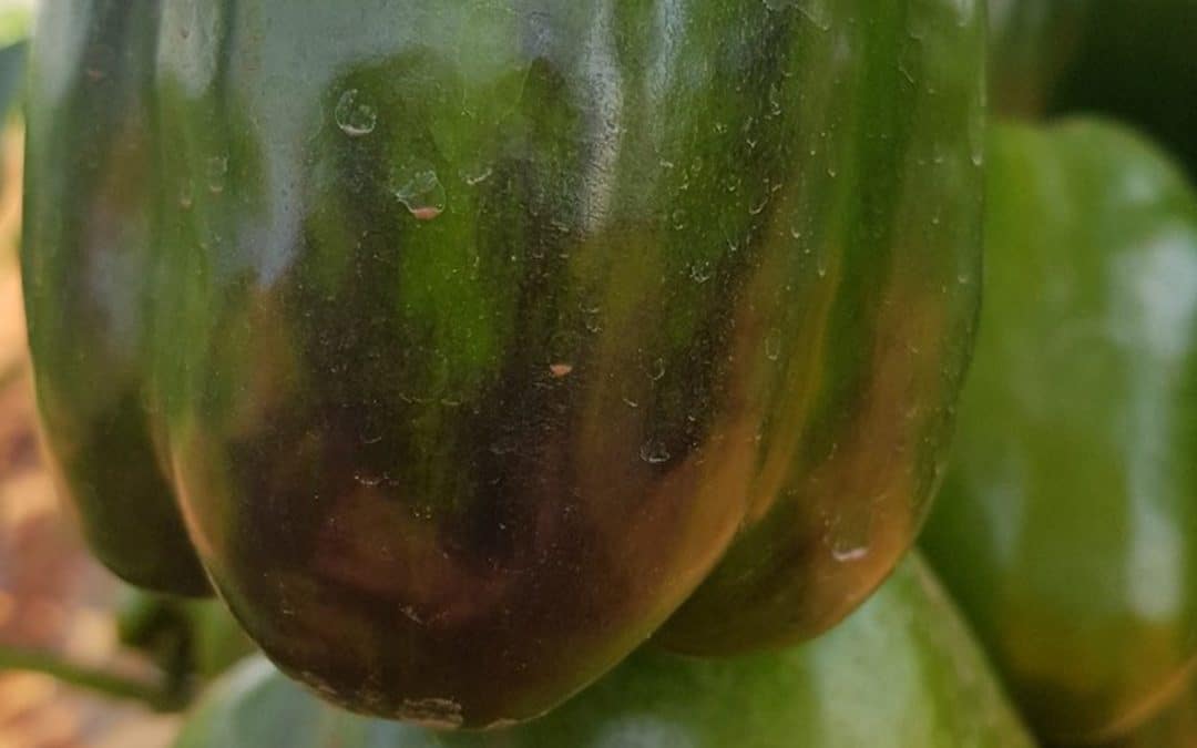 Anthocyanin on peppers