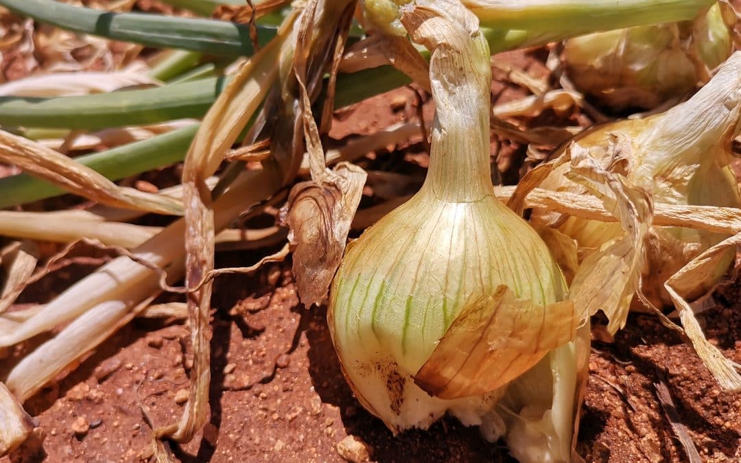 Basal rot on onions