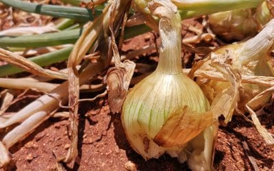 Basal rot on onions
