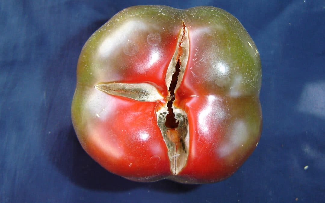 Cracks on sweet peppers