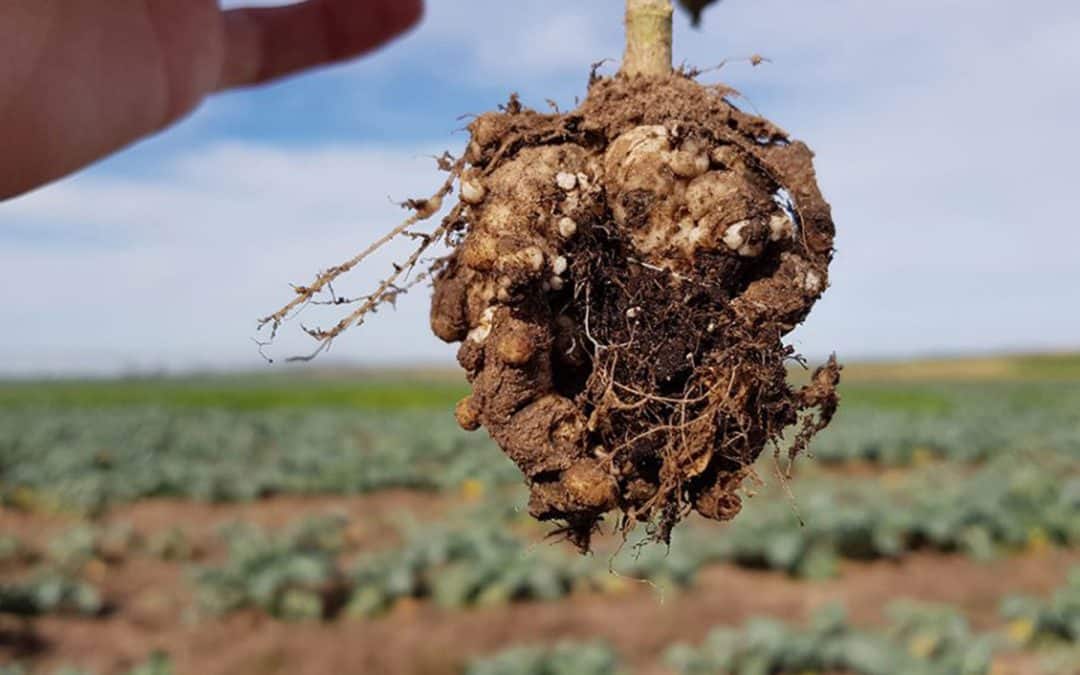 Diseases in brassica crops