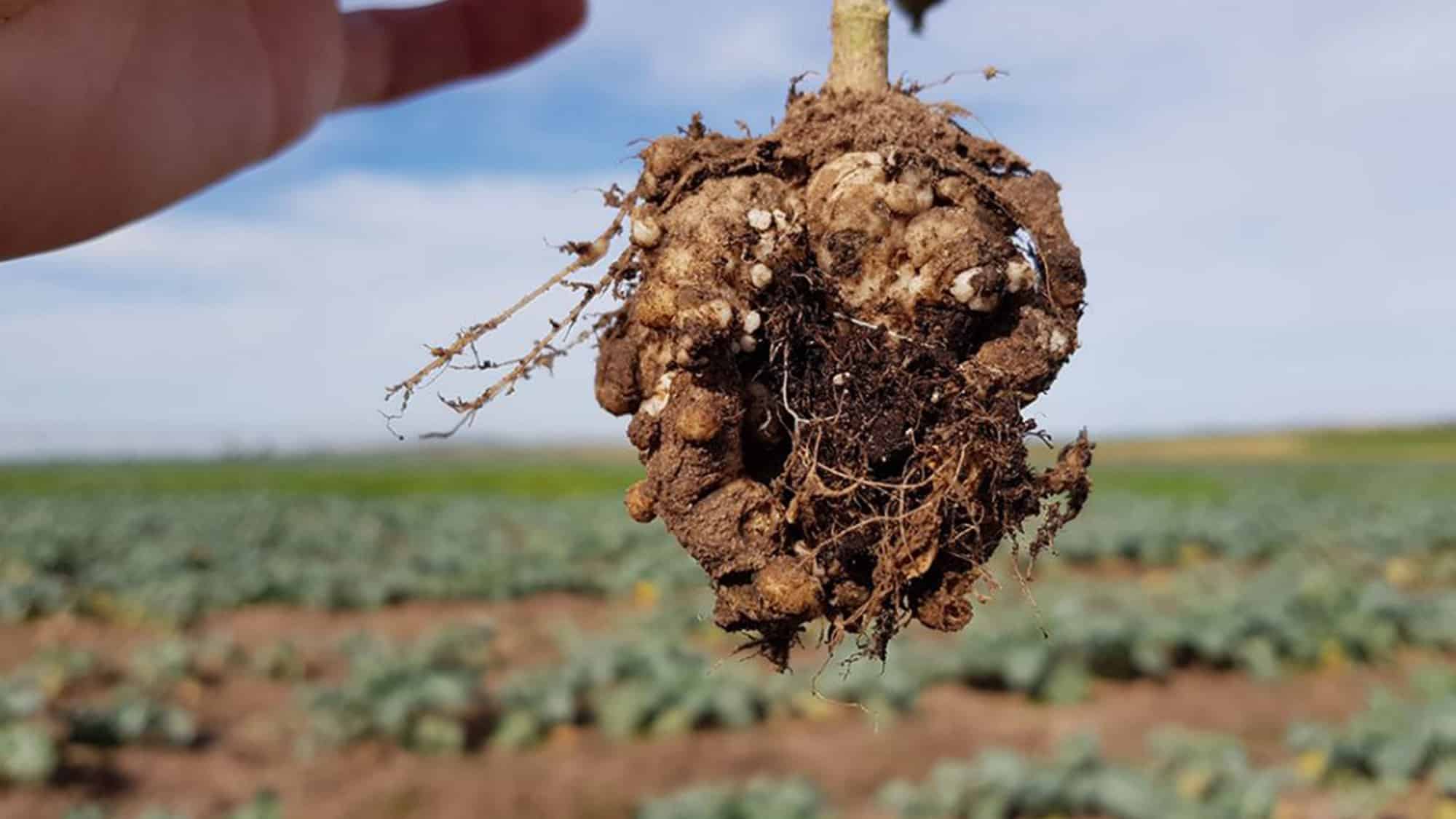 Diseases in brassica crops