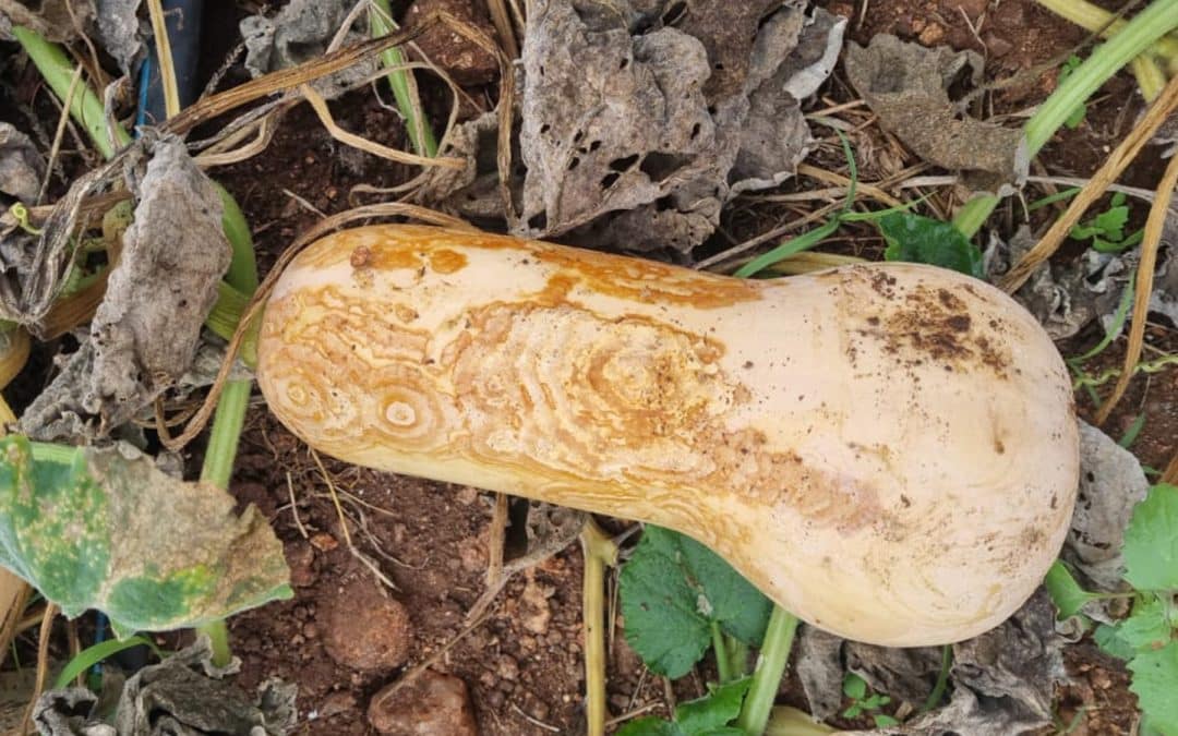 Gummy stem blight on butternuts