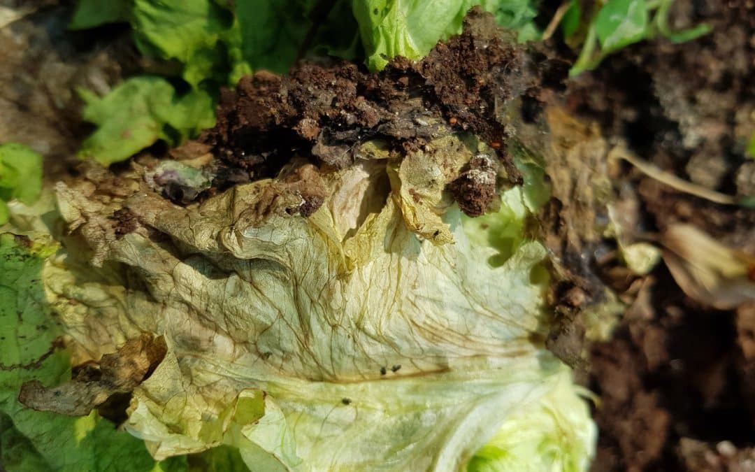 Lettuce drop: a devastating disease