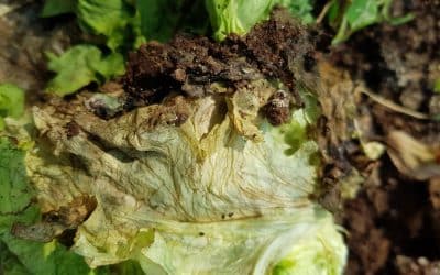 Lettuce drop: a devastating disease