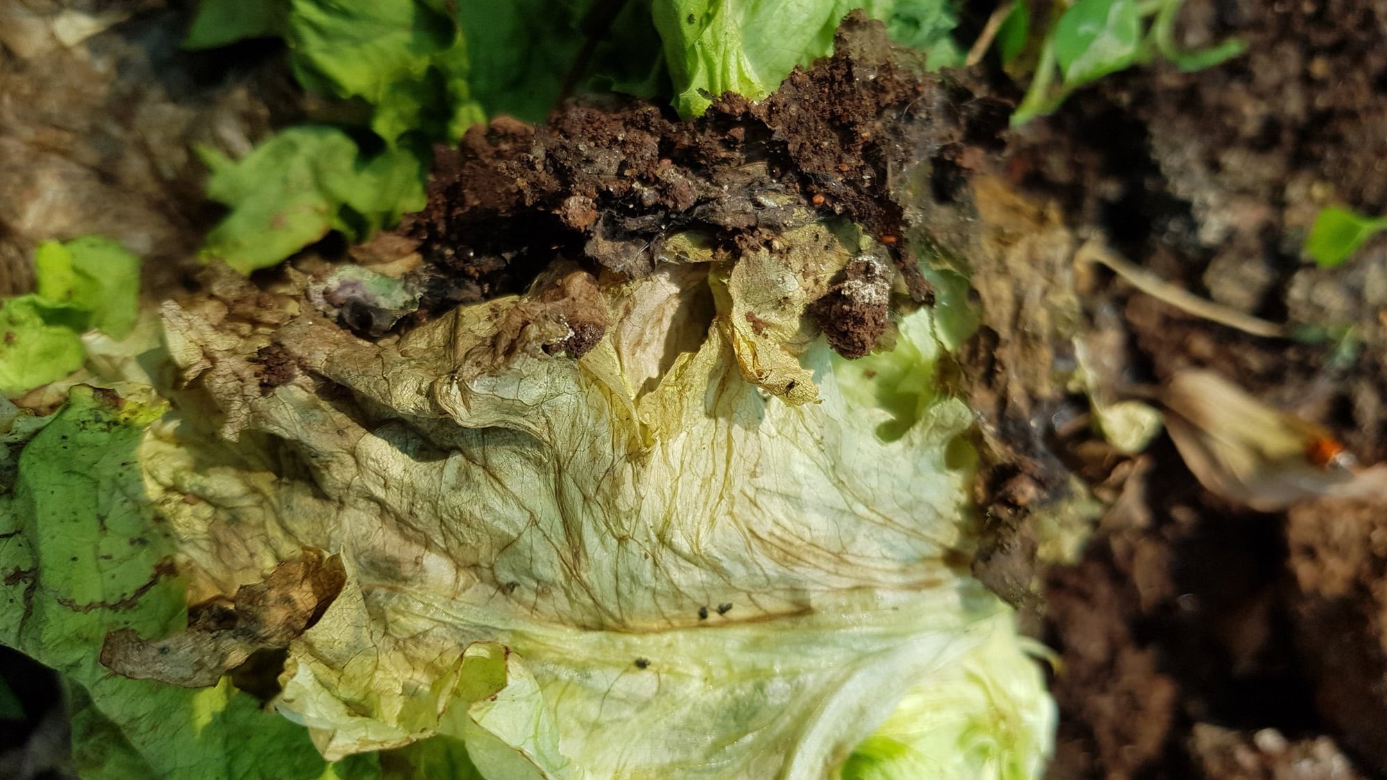 Lettuce drop: a devastating disease