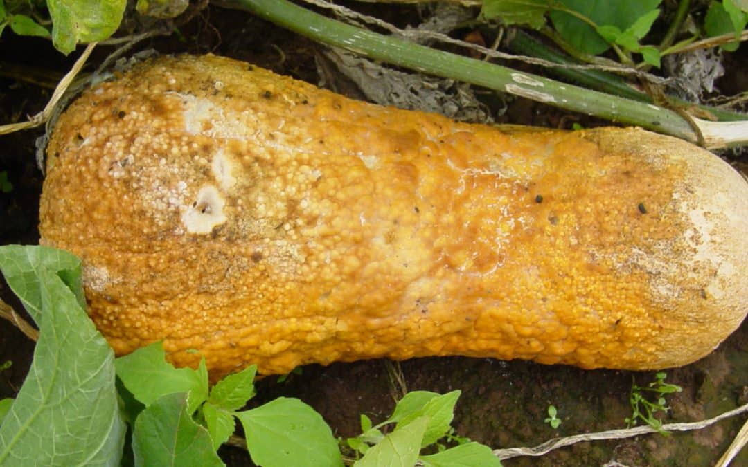 Phytophthora on cucurbits