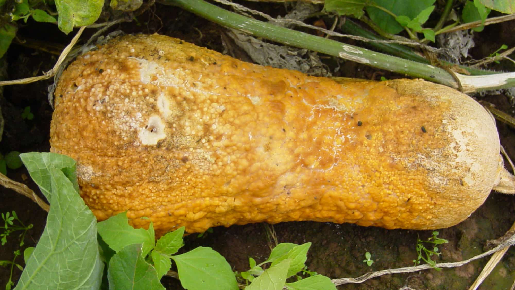 Phytophthora on cucurbits